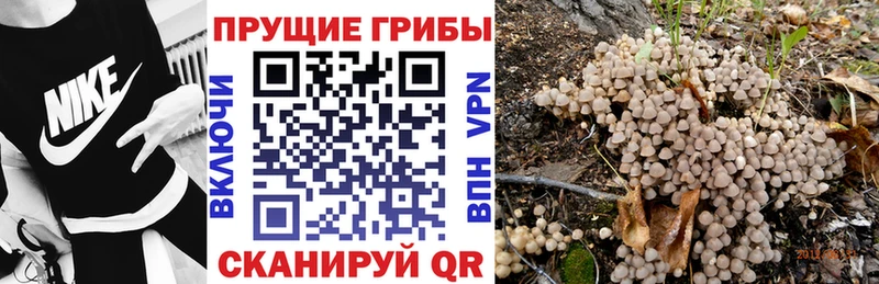 Купить  Юрьев-Польский  Псилоцибиновые грибы GOLDEN TEACHER 